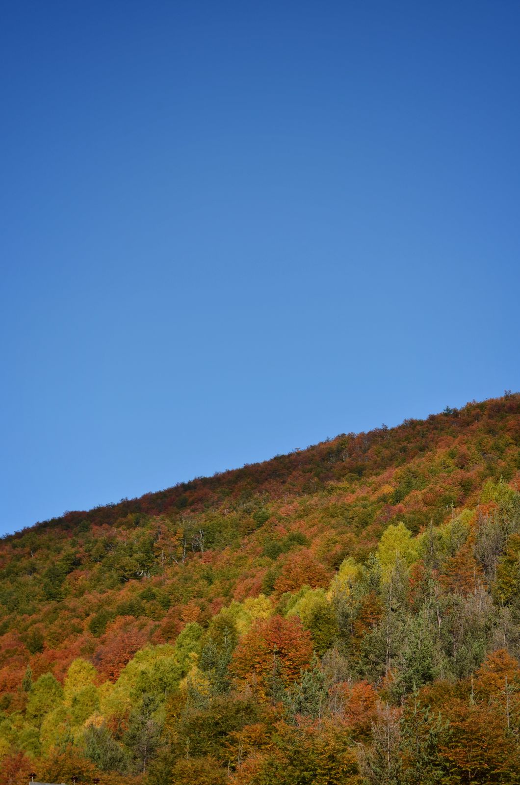 Autumn slope