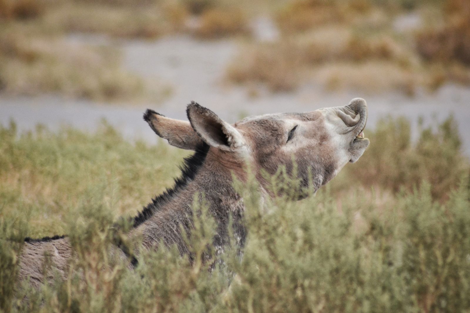 Donkey