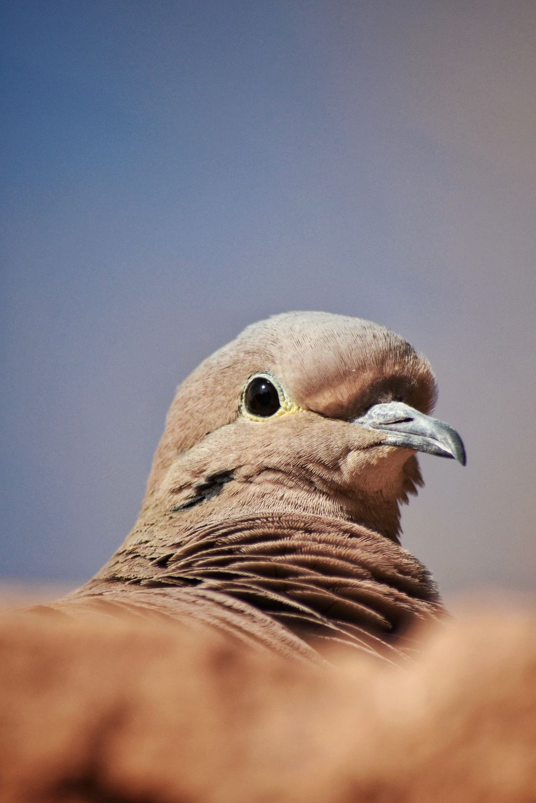 Dove