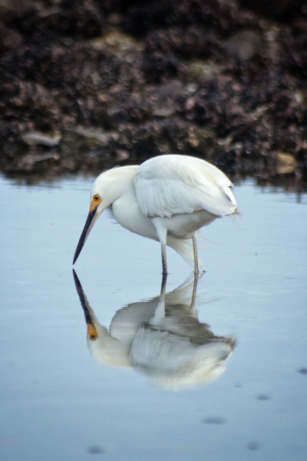 Egret