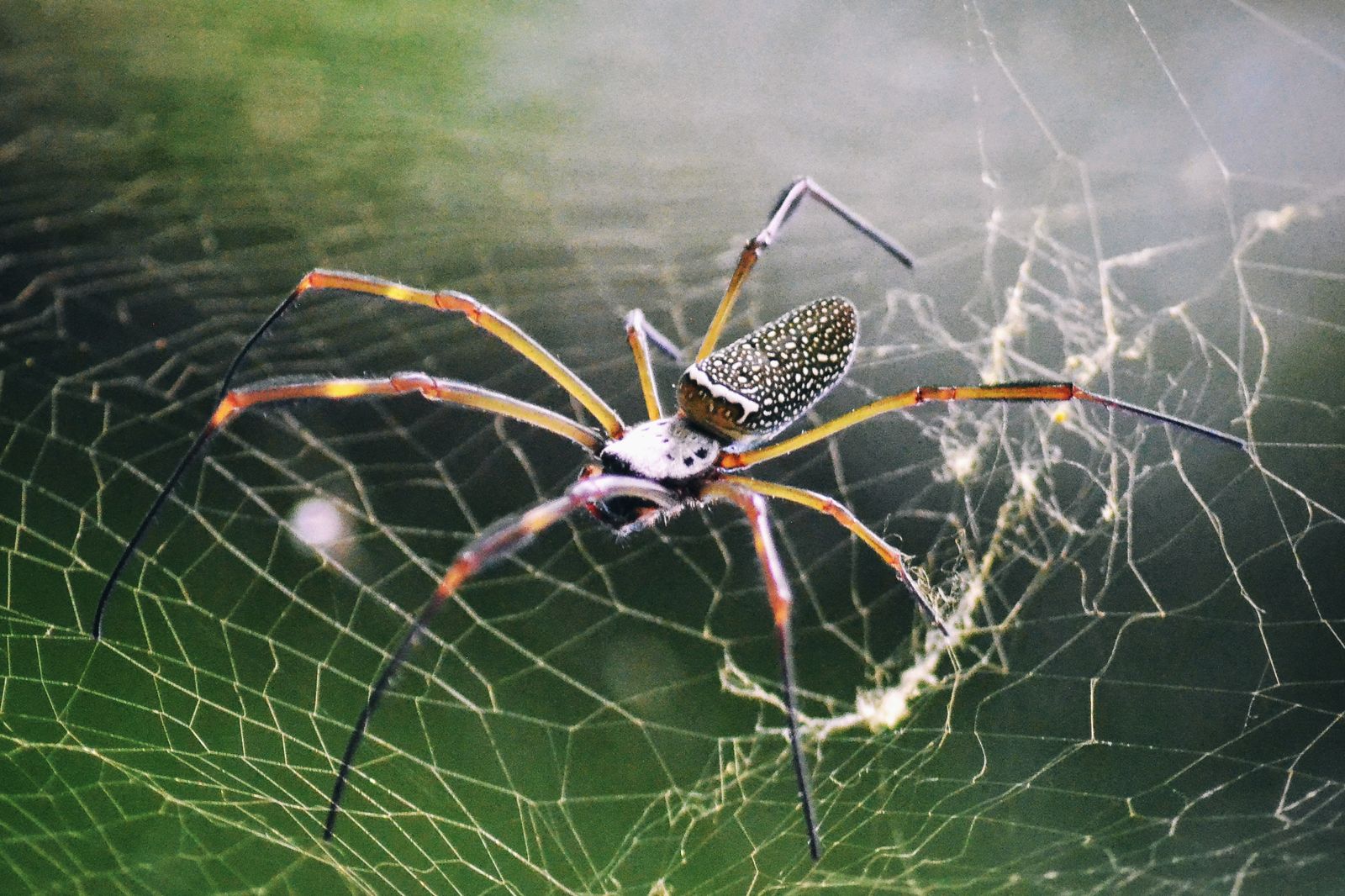 Golden orb spider