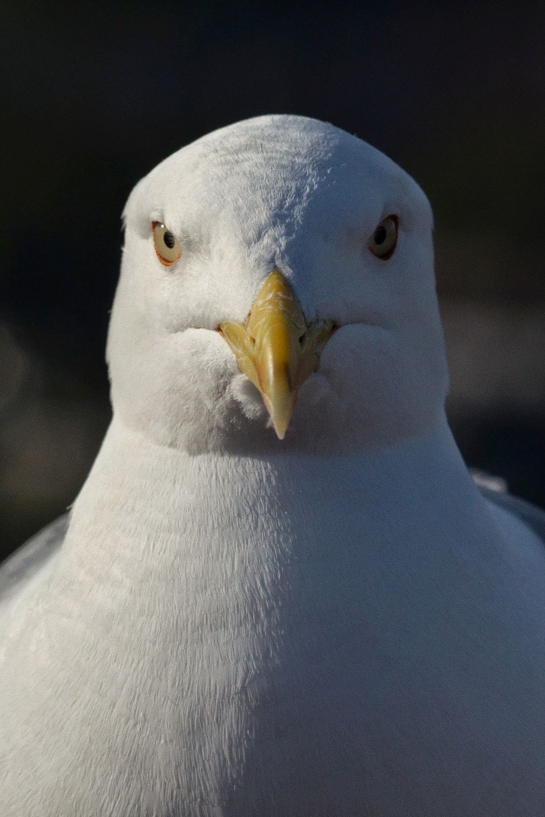 Gull