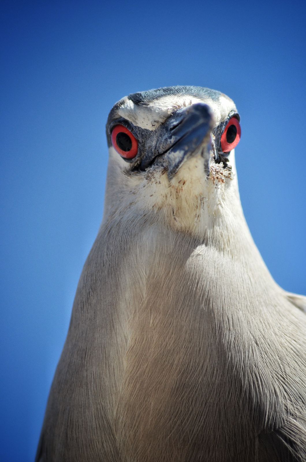 Night heron