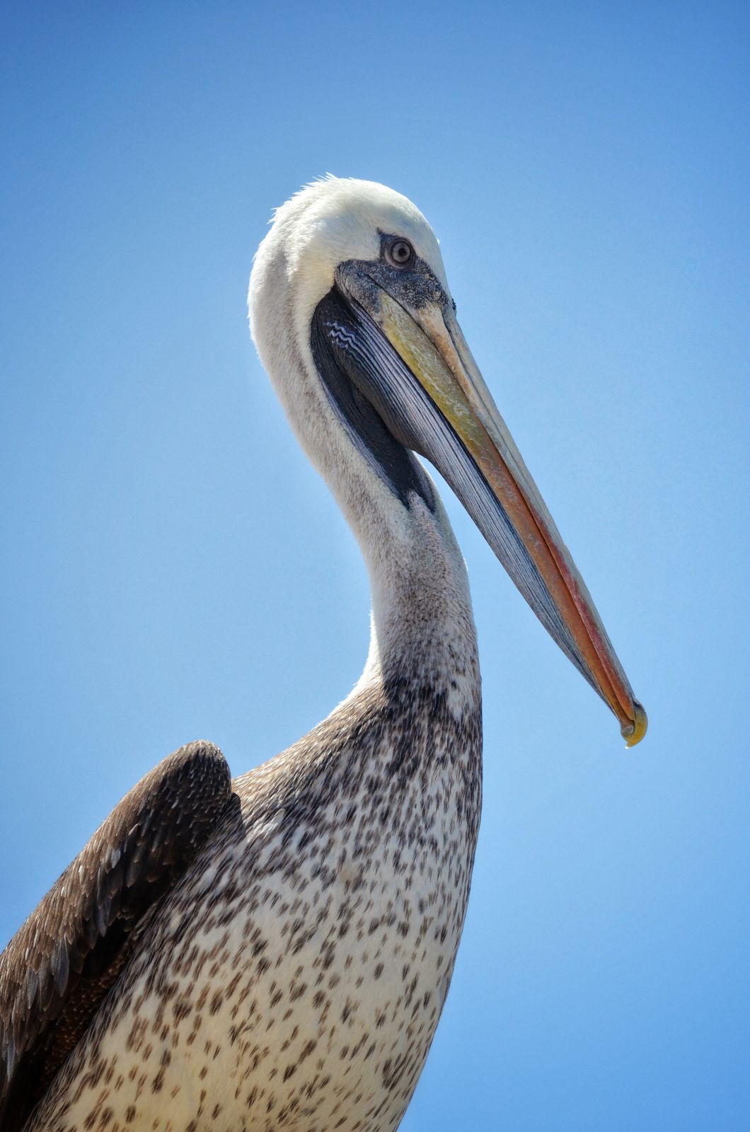 Pelican