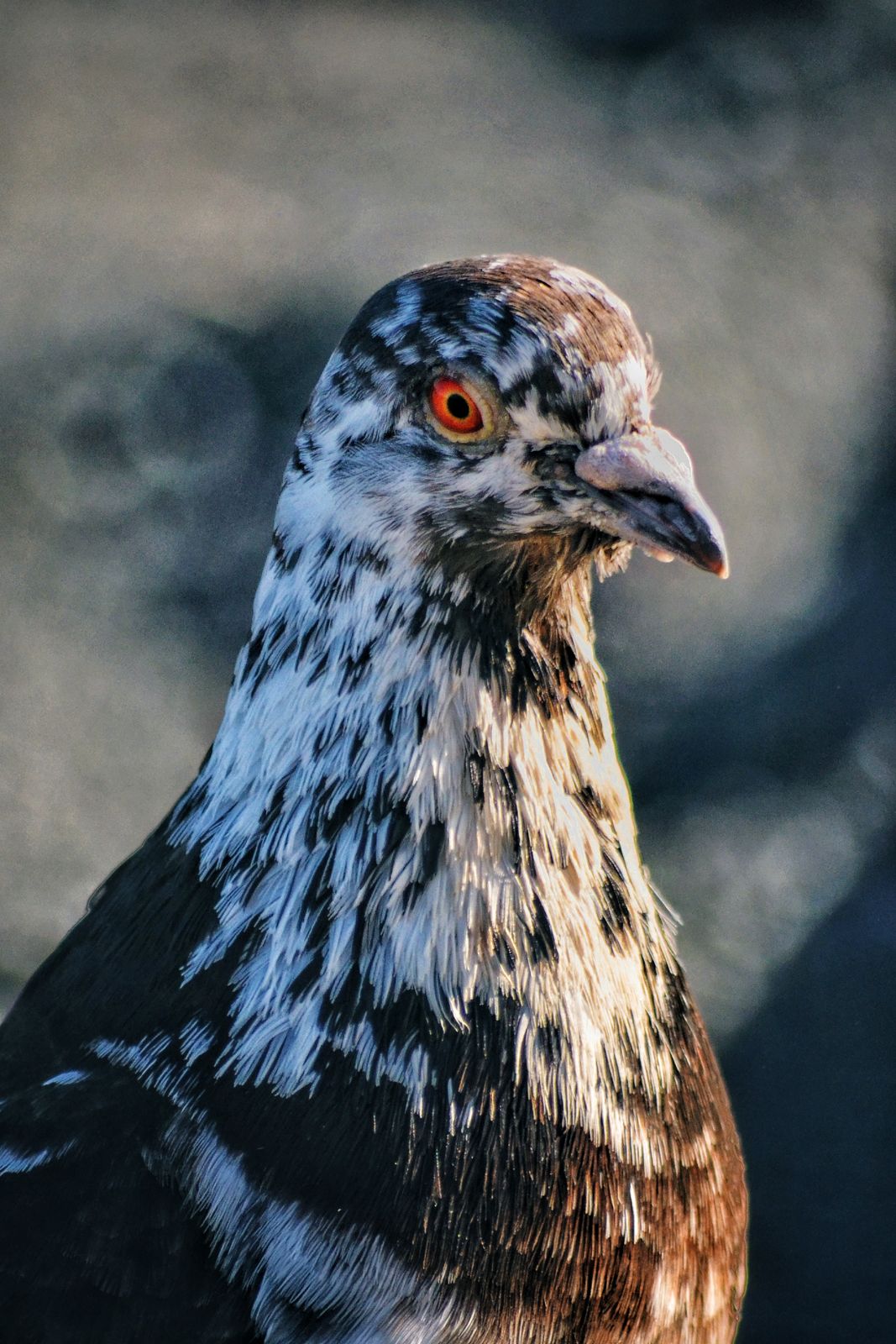 Pigeon