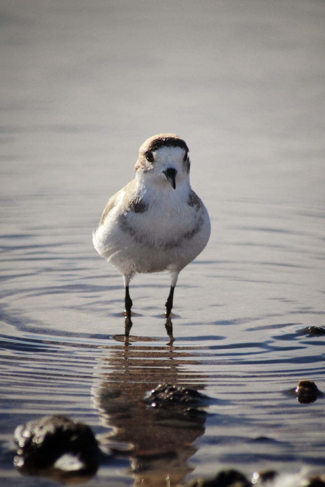 Plover