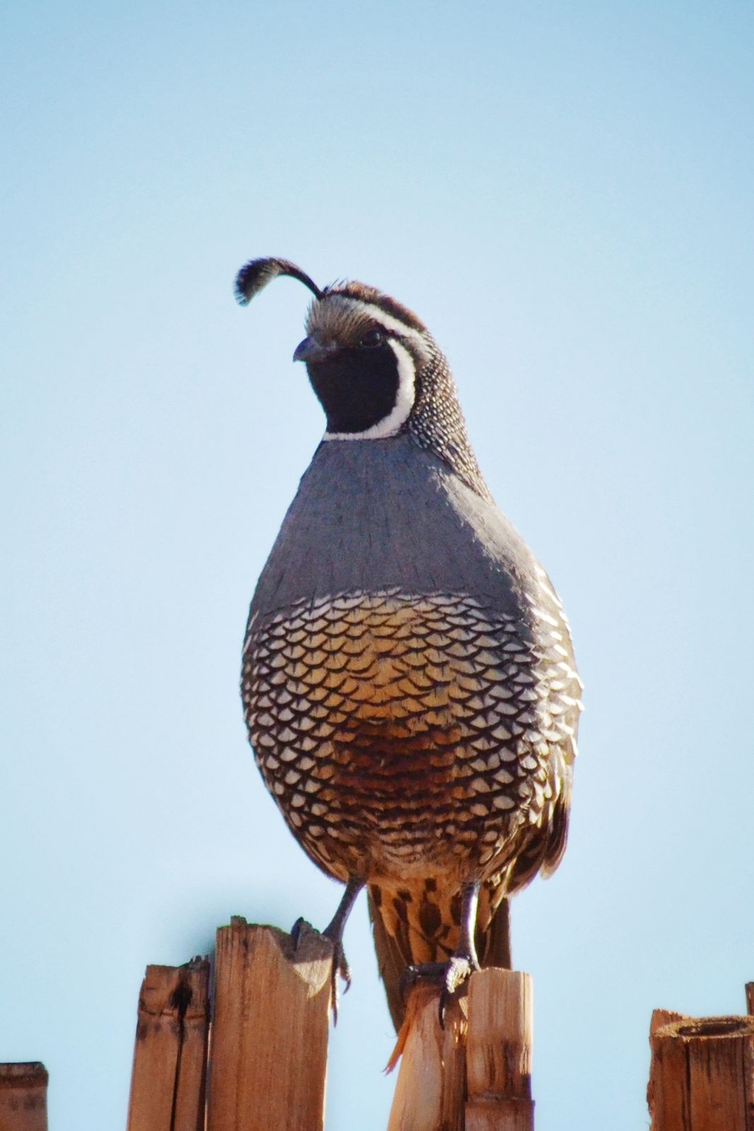 Quail