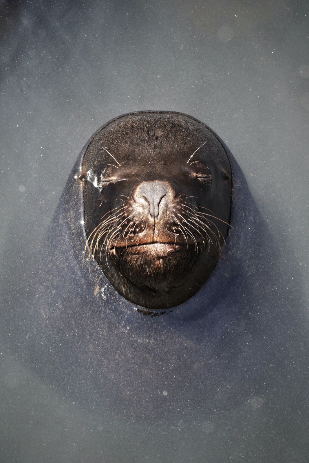 Sea lion
