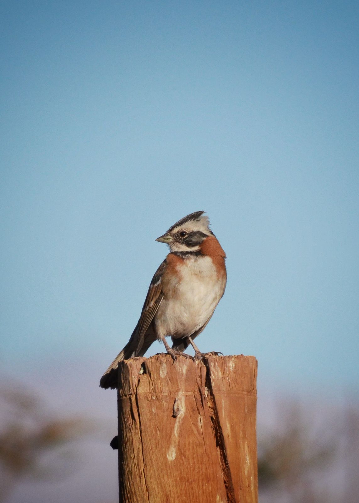 Sparrow
