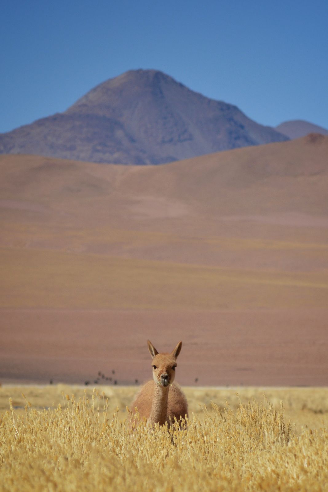 Vicuña, Licancabur
