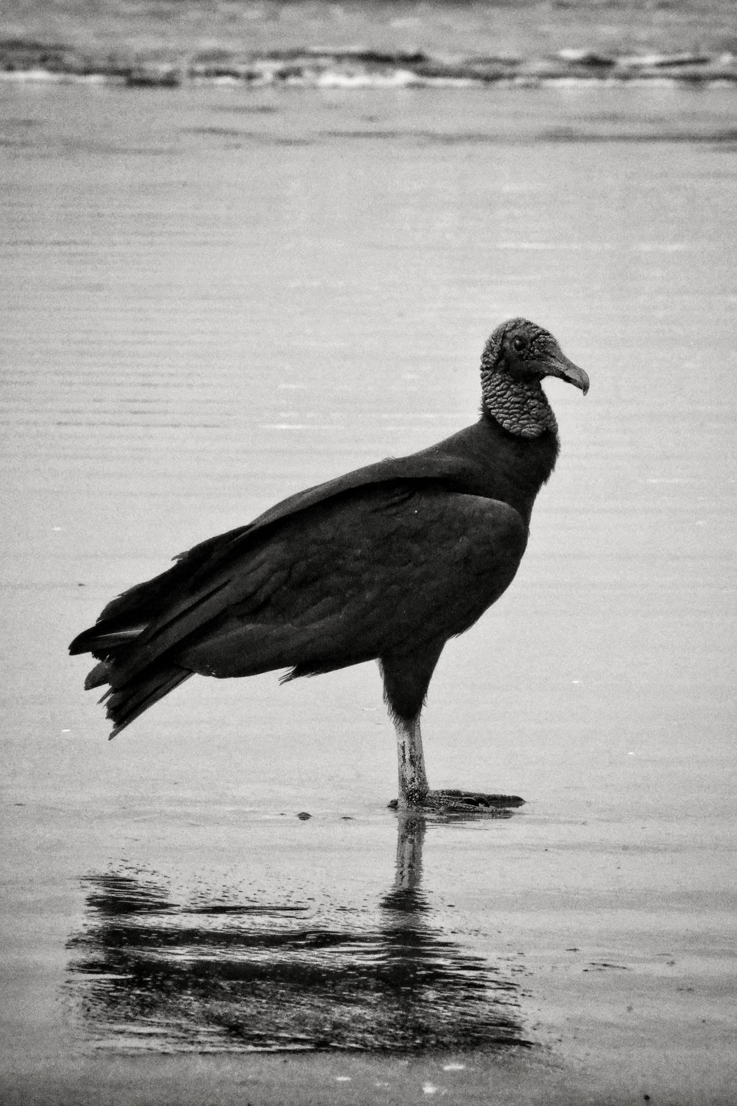 Vulture